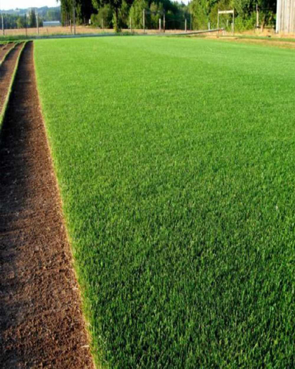 Bozcaada Peyzaj - Hazır Çim